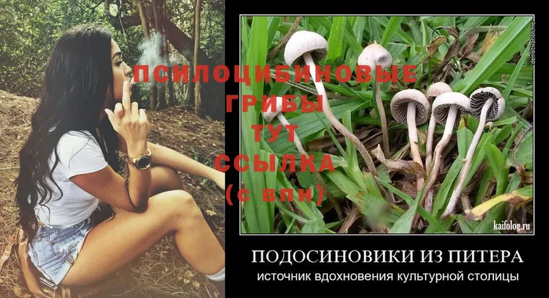 Галлюциногенные грибы Psilocybine cubensis  Бокситогорск 